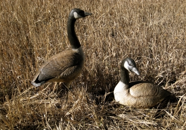 [Canada Geese]