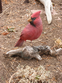[Male Cardinal]