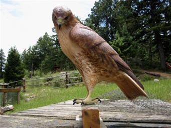[Red Taied Hawk]