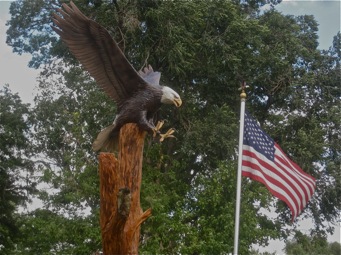 [Bald Eagle]