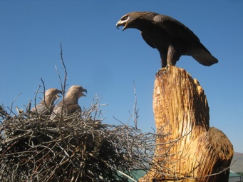 [Gold Eagle Family]