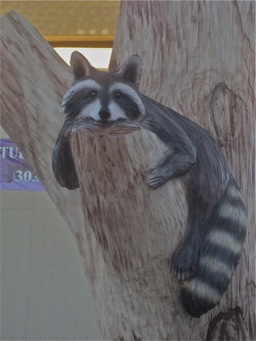 [Raccoon]