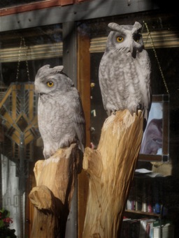 [Screech Owls]