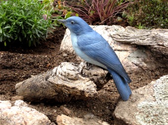 [Mountain Bluebird]