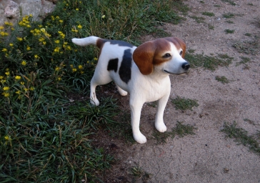 [Beagle]