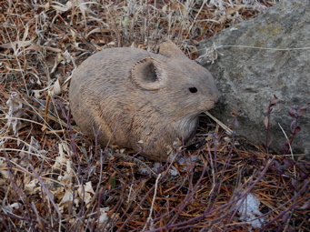 [Pika]