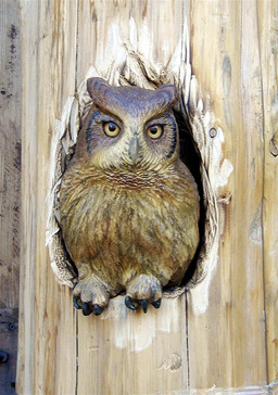 [Screech Owl]