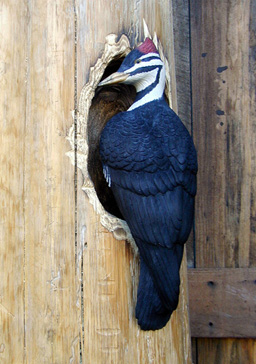 [Peliated Woodpecker]